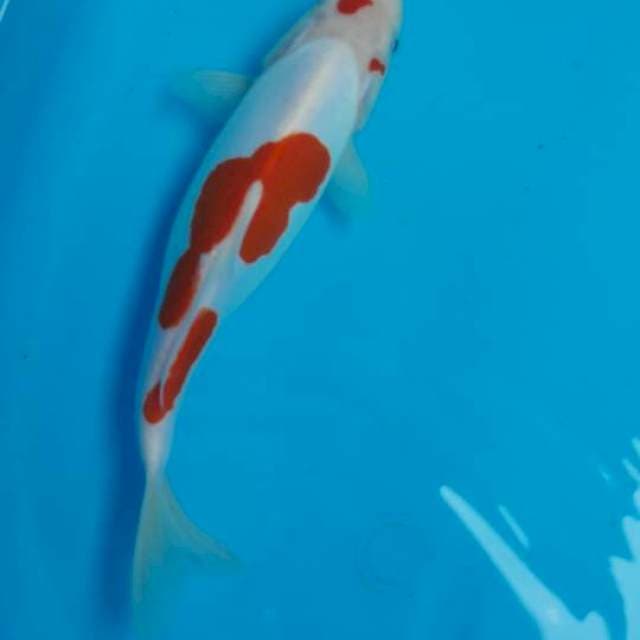 Kohaku