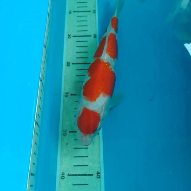 Kohaku 26 cm