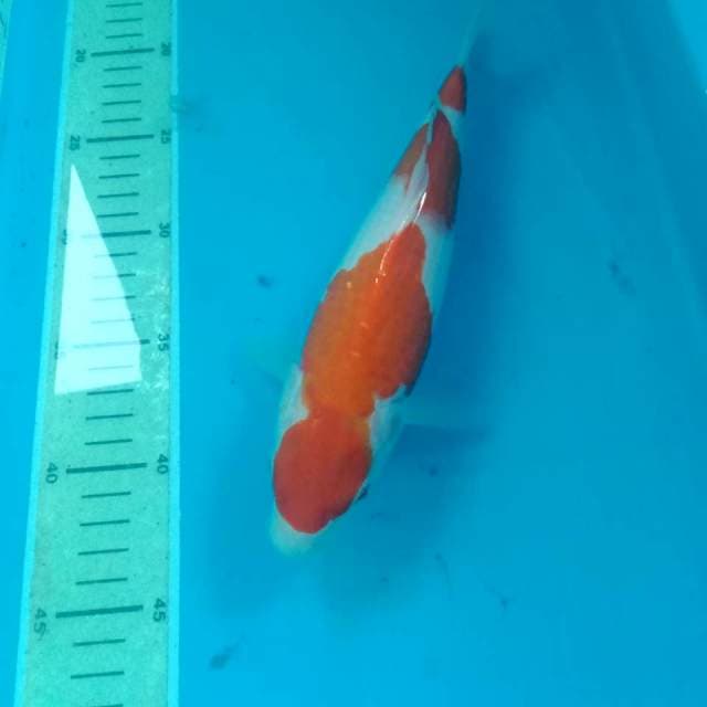 Kohaku 27 cm