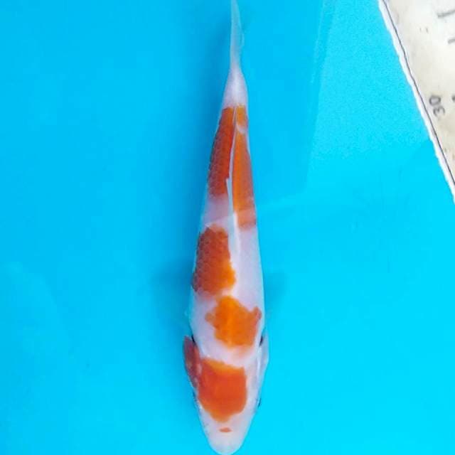 TJ012 MINI KOHAKU ORI