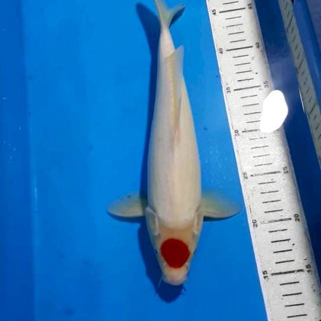 TANCHO 33 CM