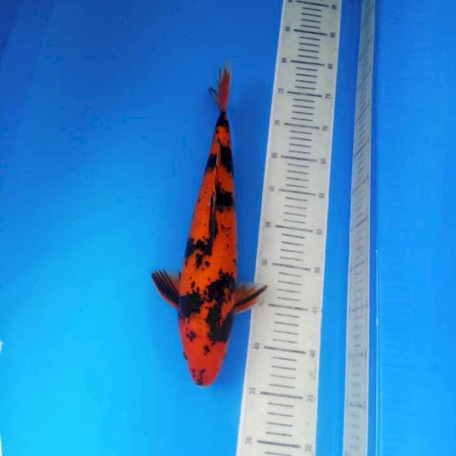 Hi Utsuri 40 cm Male