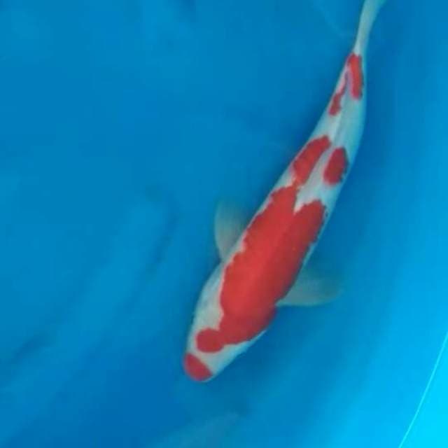 F1 kohaku super red 33cm