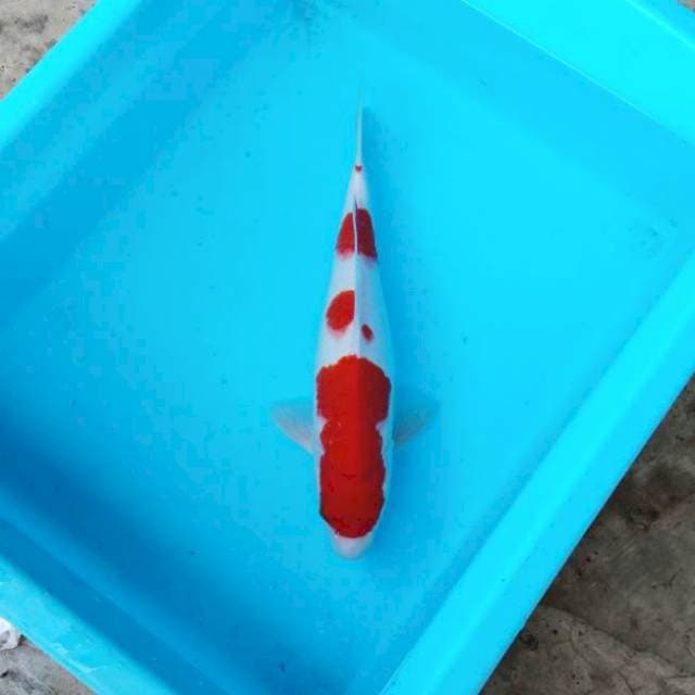 NJK - SANDAN KOHAKU