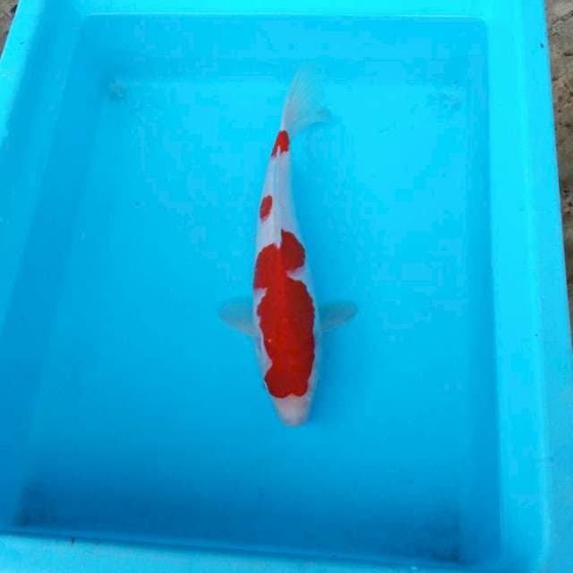 NJK - KOHAKU NICE