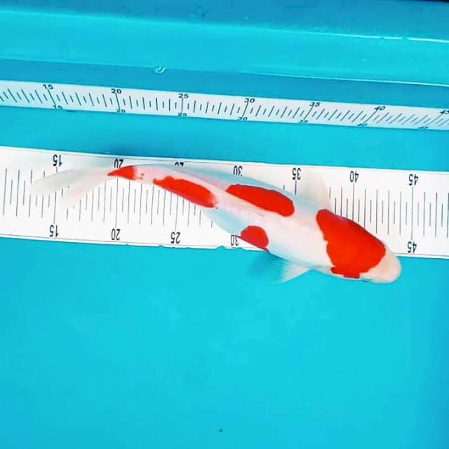 B. Doitsu KHK #31cm