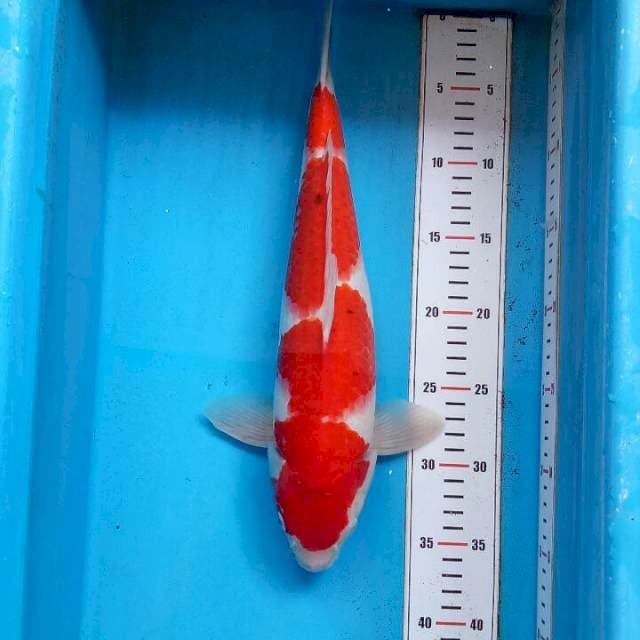 Red Strong Badak 38cm