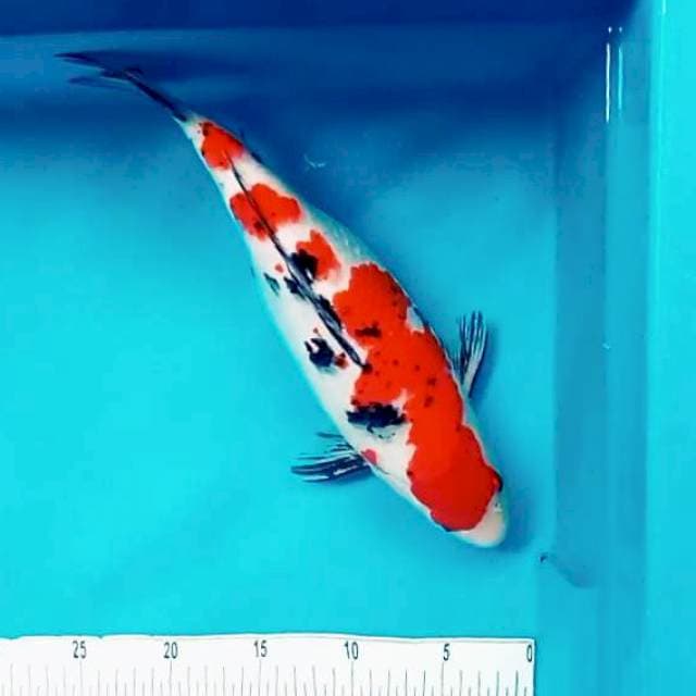 D. TAISHO SHANSOKU #35cm