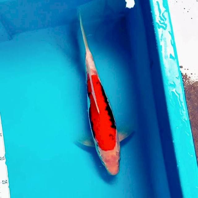 F. Beni kumonryu #33cm