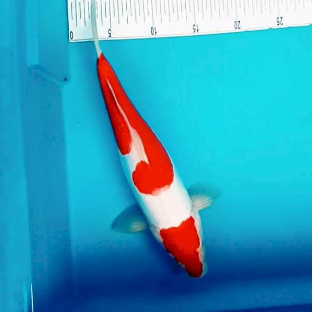 G. Doitsu Kohaku #34cm