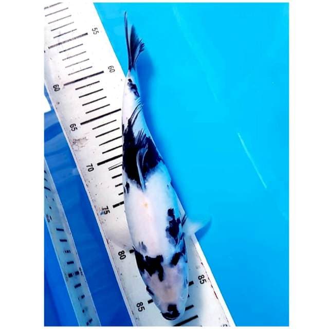 SHIRO 30cm FEMALE 🤩