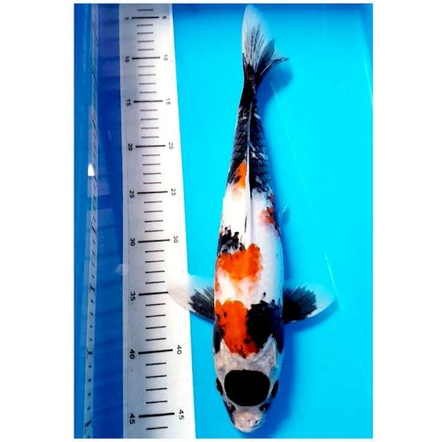 BLACK TANCO SHOWA 40cm MALE ๐