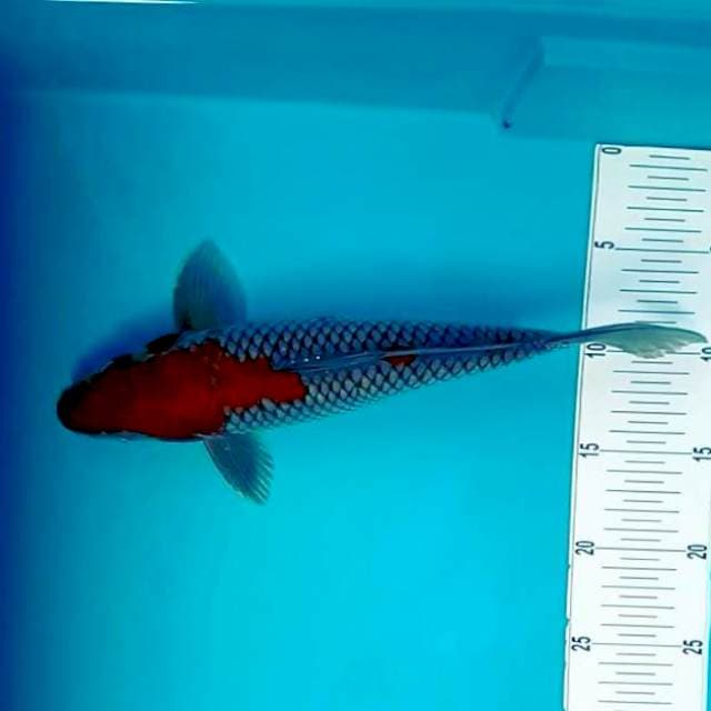 1. Ochiba Sigure || 30 cm