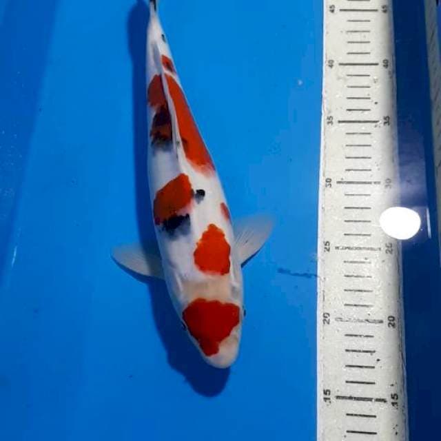 SANKE 33 CM