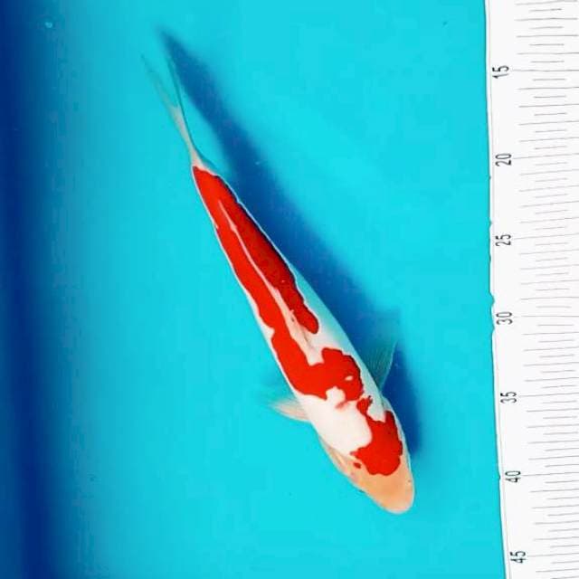 J. Kohaku DOIT High class #32cm