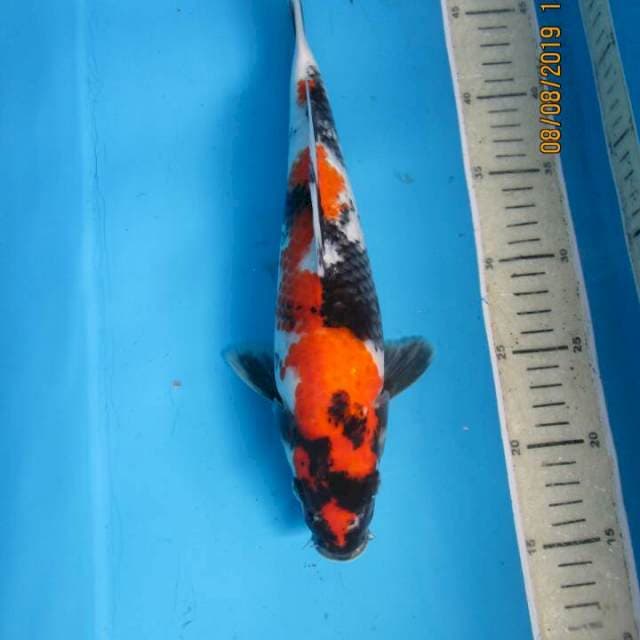 Sansoku33cm