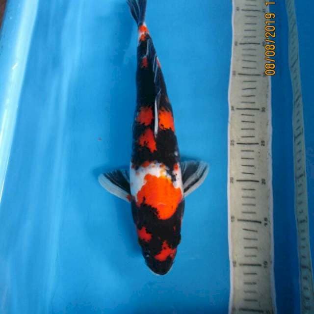 Sansoku35cm