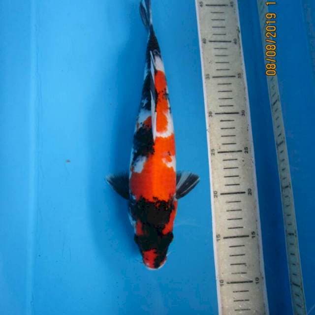 Sansoku34cm