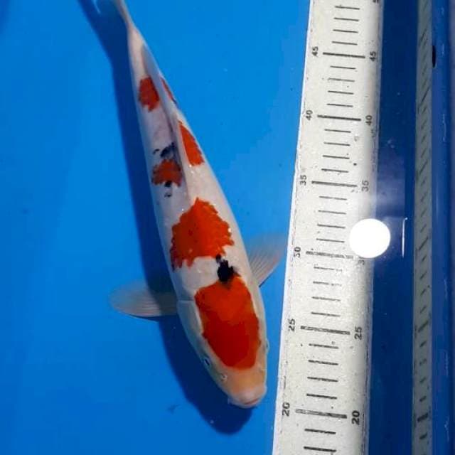 SANKE 32 CM