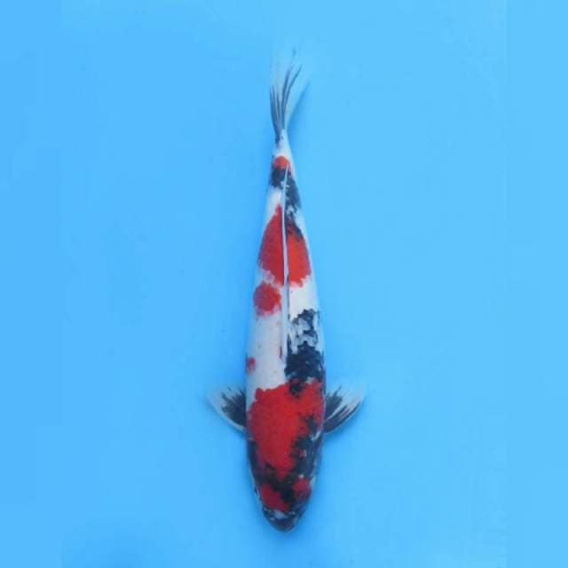 Red Sandan Kindai Showa , 39cm