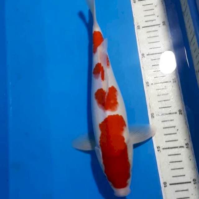 KOHAKU 4 STEP 1 CM