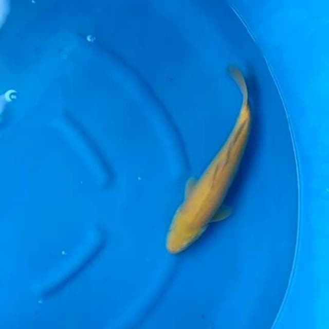 F1 karasigoi bakat jumbo 38cm