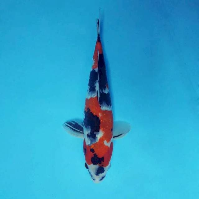 TARA 1 - SHOWA SANSOKU ®