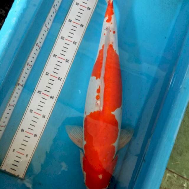 Doitsu Jumbo 55cm