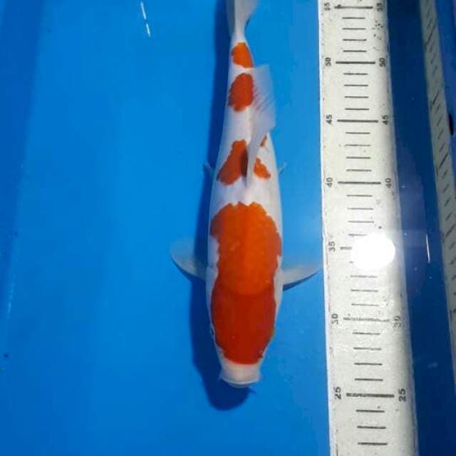 KOHAKU 31 CM
