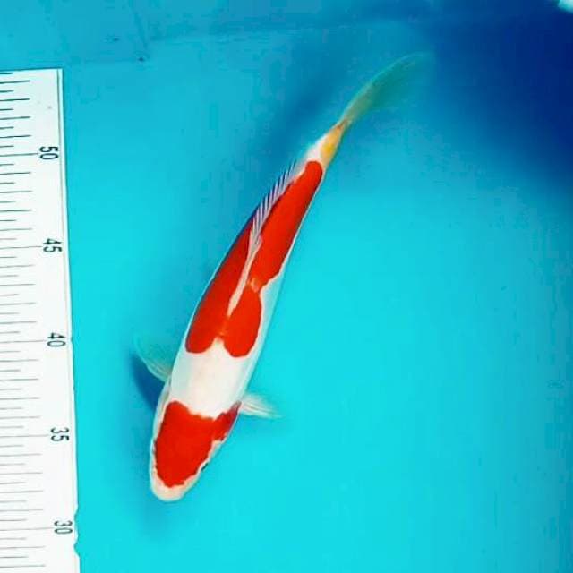Doit nidan kohaku*25cm