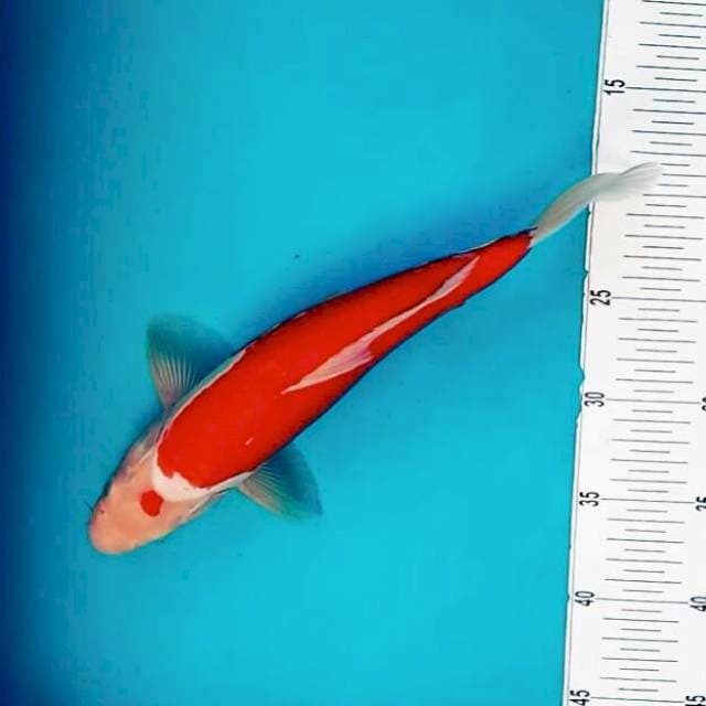 Doit Omoyo cenil kohaku*33cm