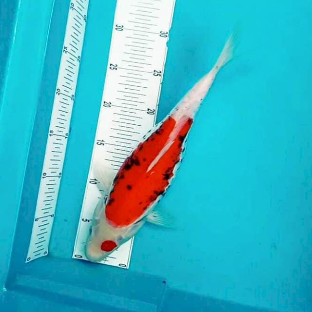 Asmuni Benin*32cm