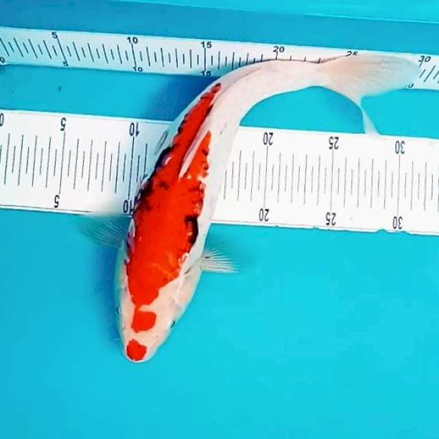 3. Maruten Kucibeni Beni Kumon || 35 cm