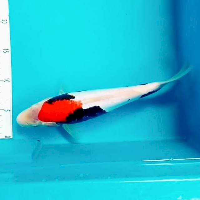 6. Beni Kumon || 30 cm