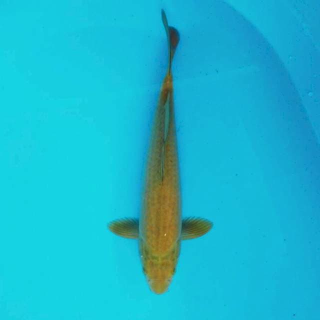 Midori lemon*32cm
