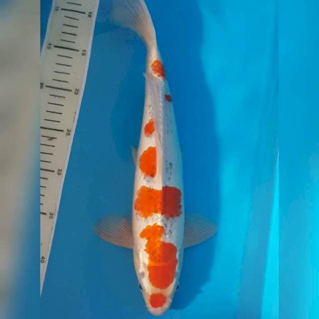 GHOSIKI SAKURA 38 CM MALE