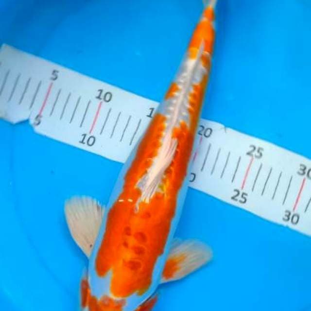 Hariwanke 40 cm
