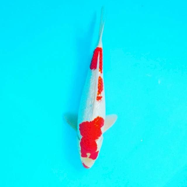 Kohaku gindrin