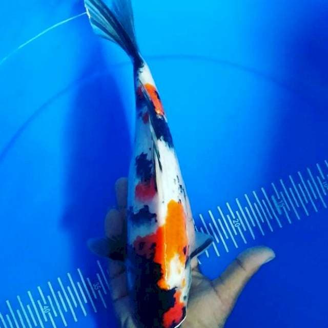 Showa 31cm