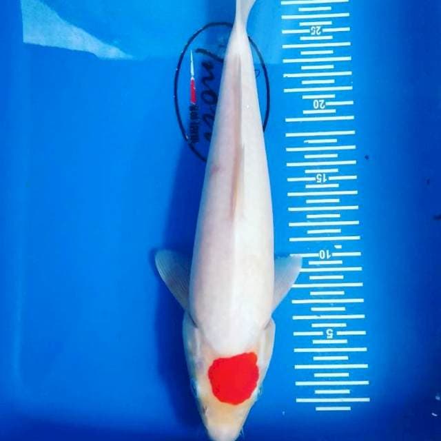 Tancho 32cm