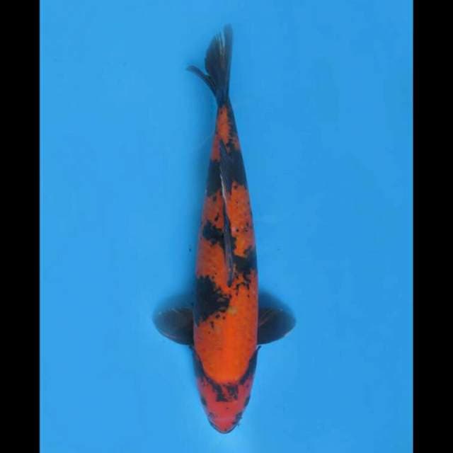 F1 Hi Utsuri Jumbo - 44cm