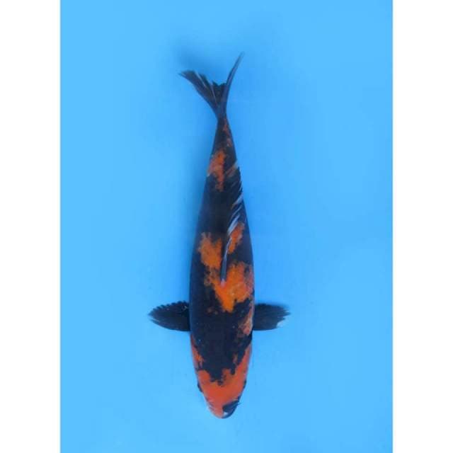 Hi Showa Pola Sadis , 32Cm