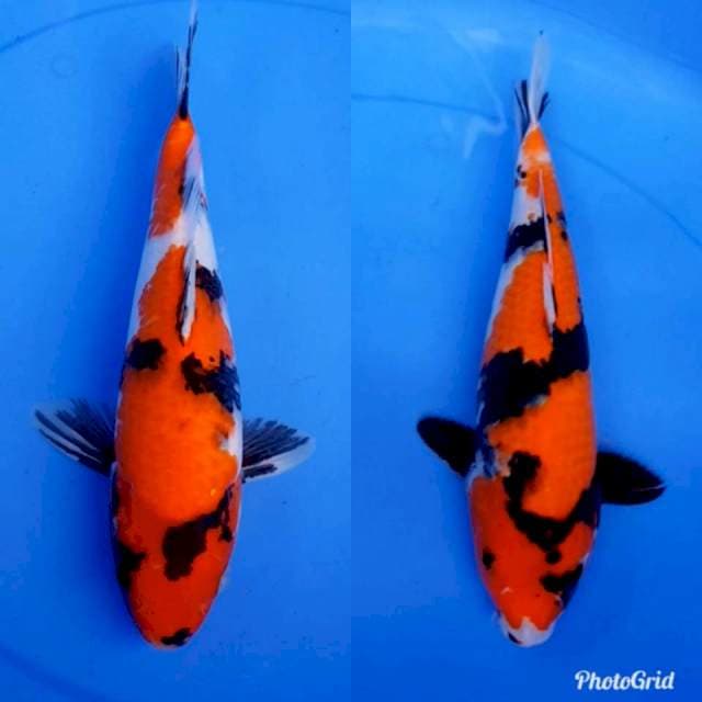 2 ekor showa 31-33cm
