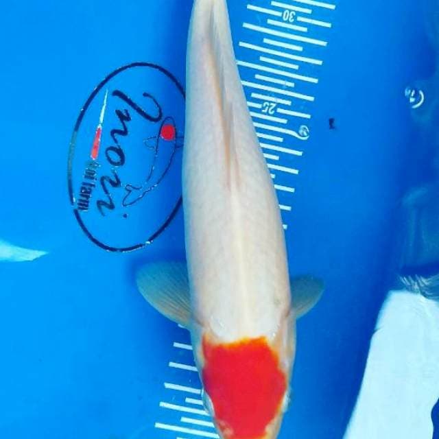 Original tancho 27 cm
