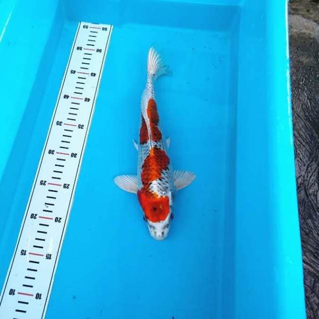 Red kujaku joss