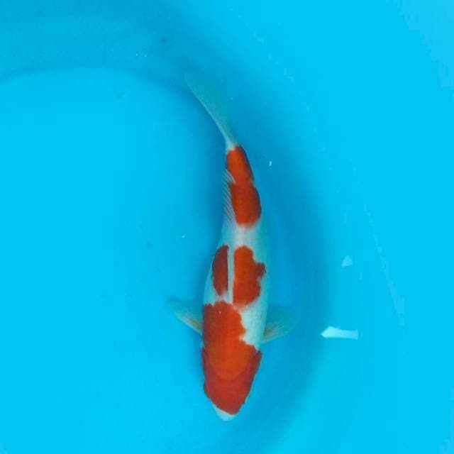 Kohaku 26cm