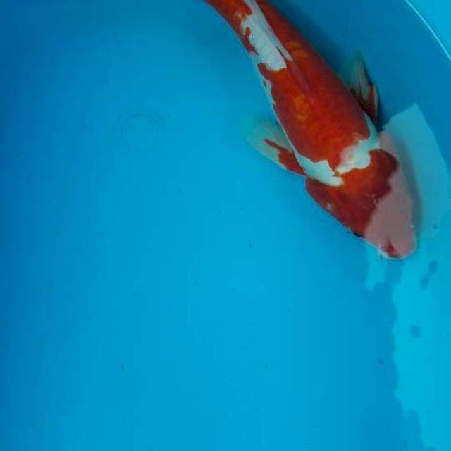 Kohaku