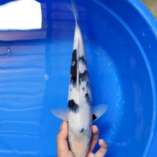 Shiro tategoi putih bersih