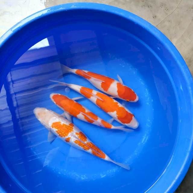 Paket kohaku cantik