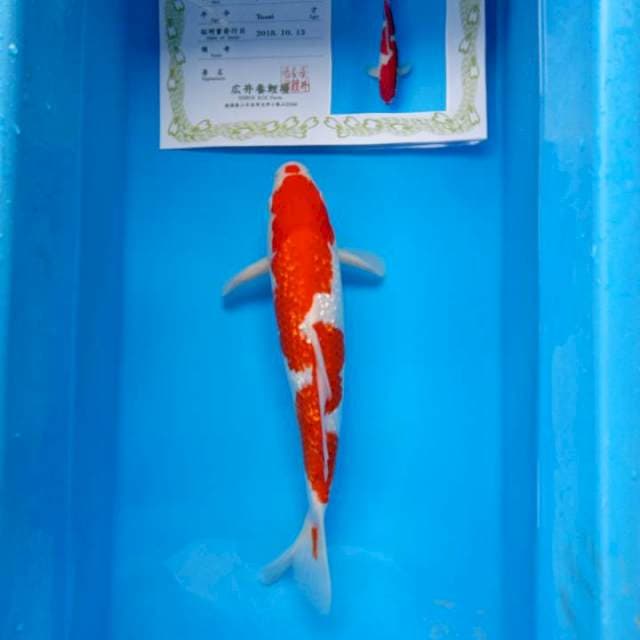 Kohaku gindrin serti hiroi farm